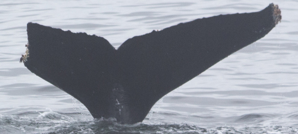 Fluke of CRC-10579
