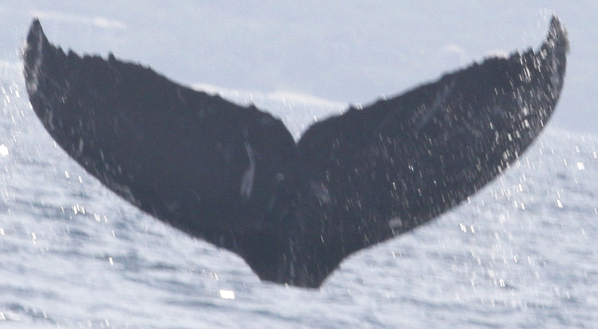 Fluke of CRC-15333