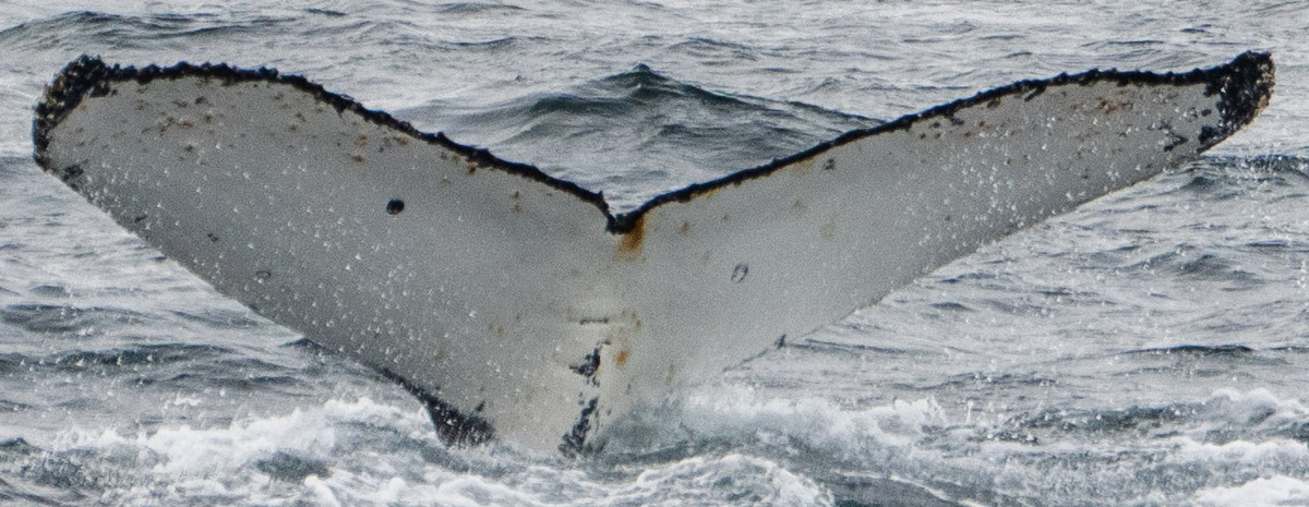 Fluke of HW-MN1301821