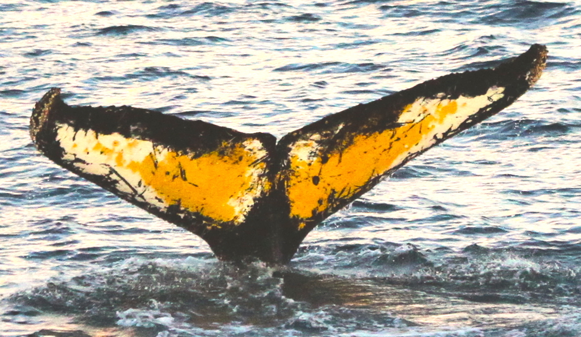 Fluke of HW-MN1301822