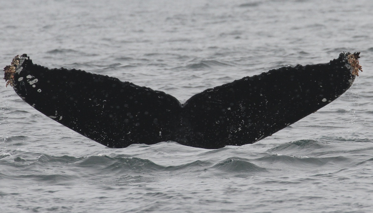 Fluke of CRC-11788