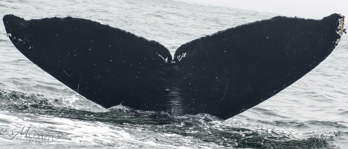 Fluke of CRC-9035