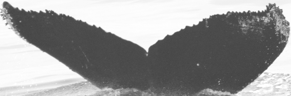 Fluke of CRC-11418
