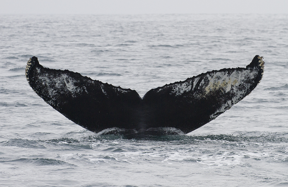 Fluke of CRC-12333