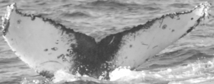 Fluke of Nanners (Oceanic Society - California)