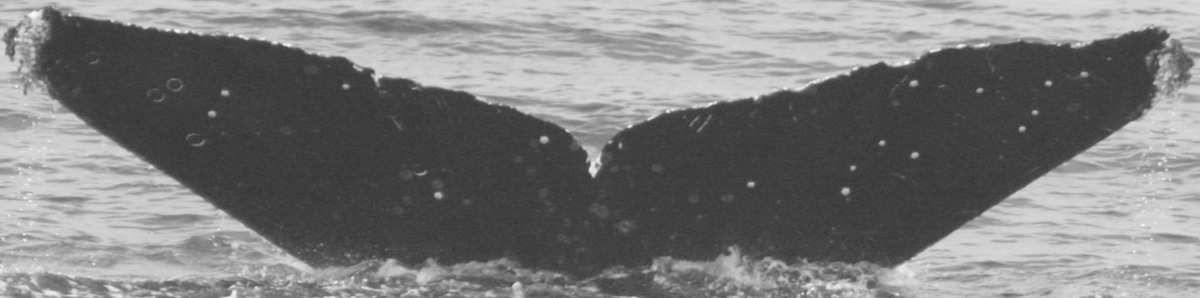 Fluke of CRC-10684