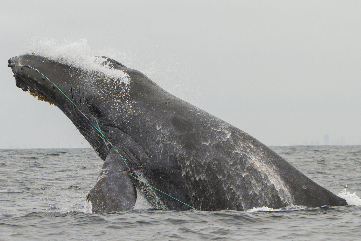 Fluke of Scarlet (Newport Beach)