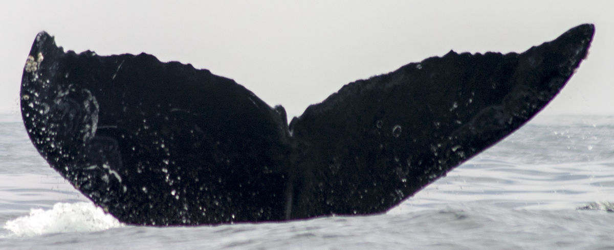Fluke of CRC-9027