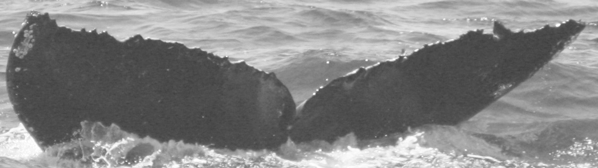 Fluke of CRC-11624