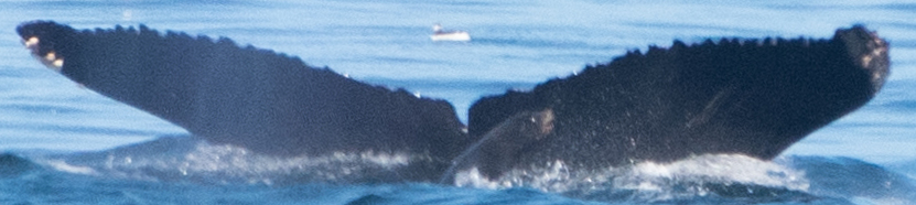 Fluke of CRC-10079