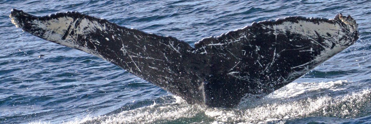 Fluke of CRC-13516