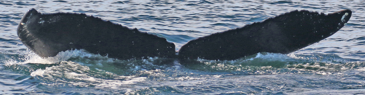 Fluke of Huna (Salish Sea)