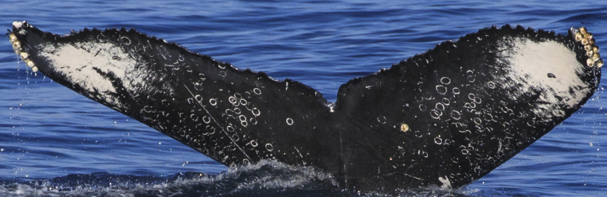 Fluke of CRC-12222