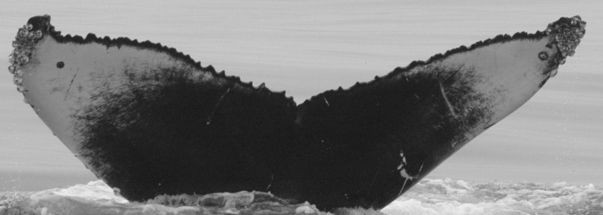 Fluke of CRC-11822