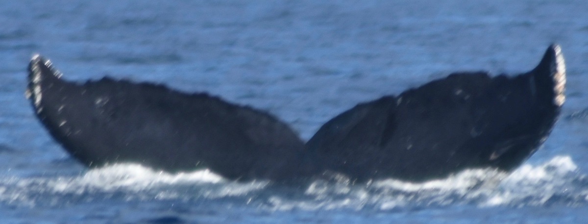 Fluke of CRC-10748