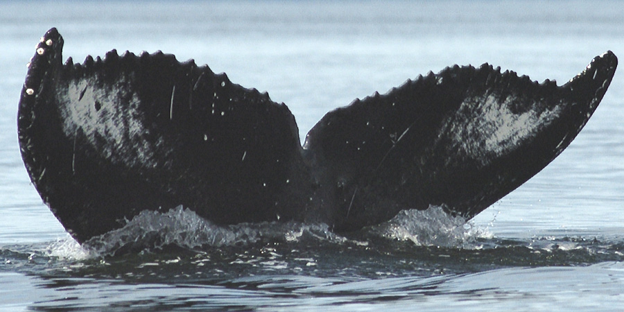 Fluke of Frisbee (Wrangell)