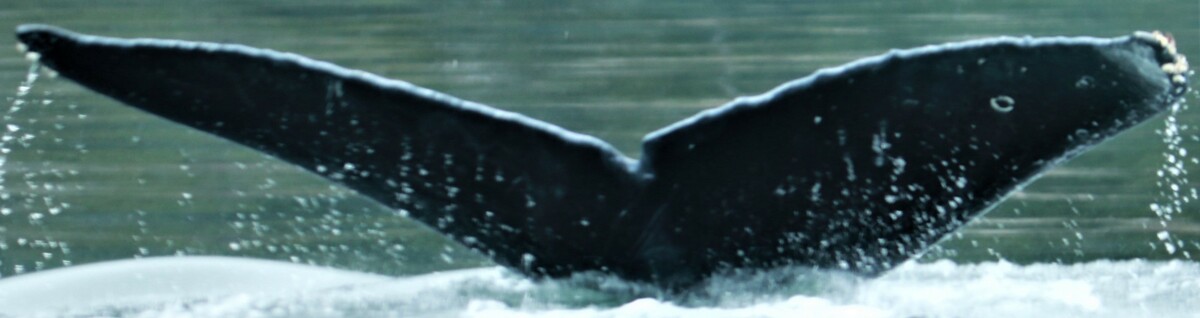 Fluke of Halo (Wrangell) aka Pi (Northern BC)