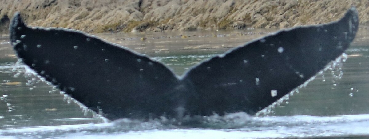 Fluke of Aurora B (Wrangell)