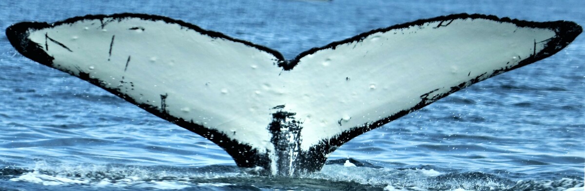 Fluke of Ghost (Wrangell)