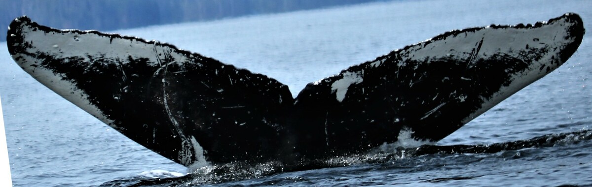 Fluke of Freedom (Wrangell)