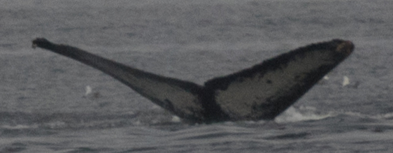 Fluke of Glacier (Wrangell) aka Anteater (Northern BC)