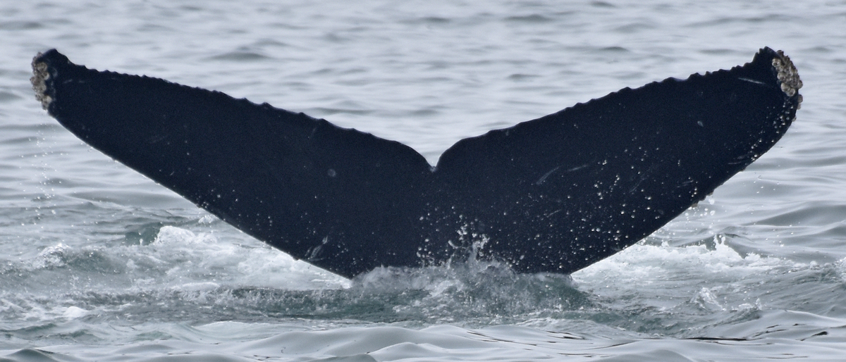 Fluke of CRC-17946