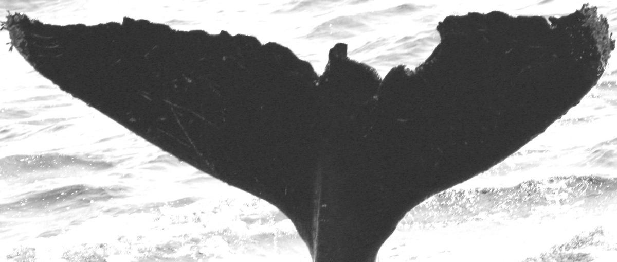 Fluke of Bruce