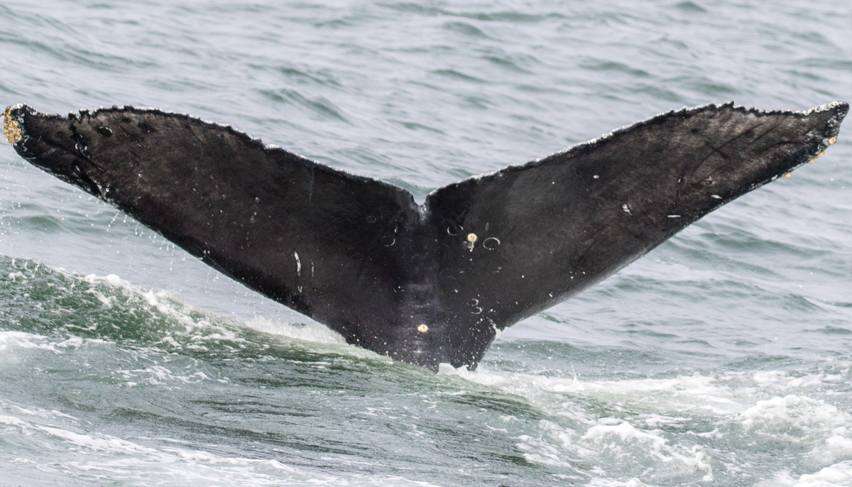 Fluke of CRC-17966