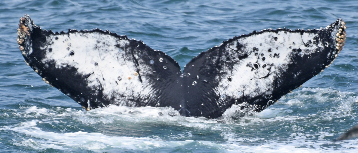 Fluke of CRC-17641