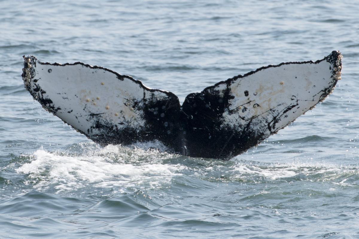Fluke of CRC-17947