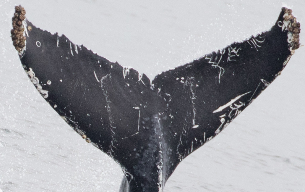 Fluke of CRC-17766