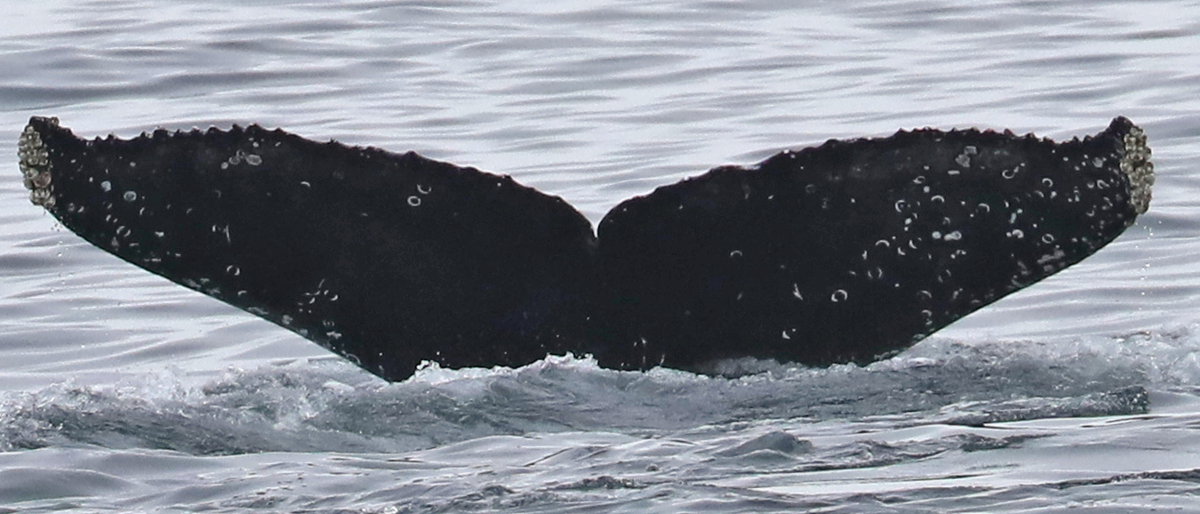 Fluke of CRC-16762