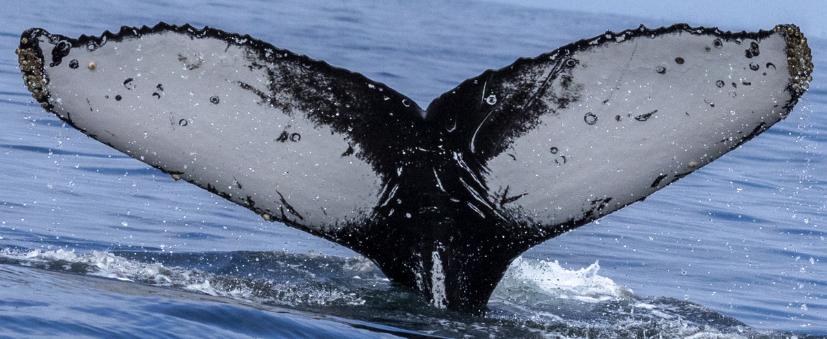 Fluke of CRC-18259