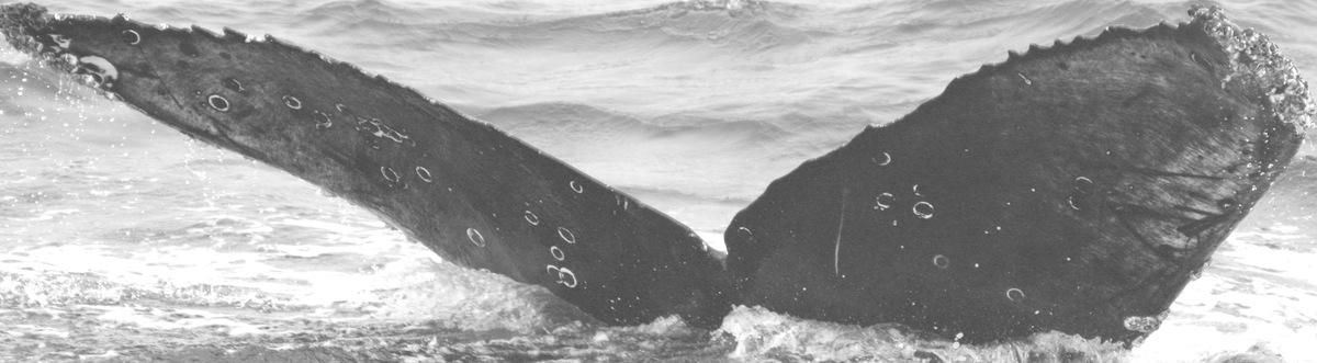 Fluke of CRC-15083