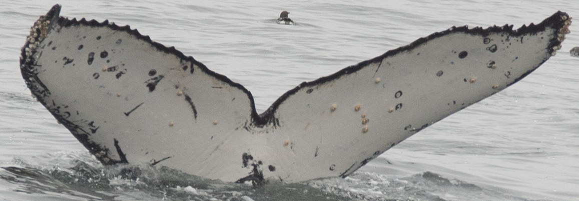 Fluke of CRC-17628