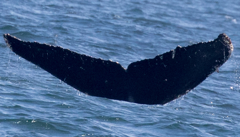 Fluke of CRC-17967