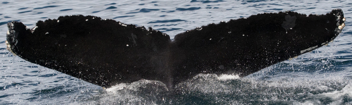 Fluke of CRC-18280