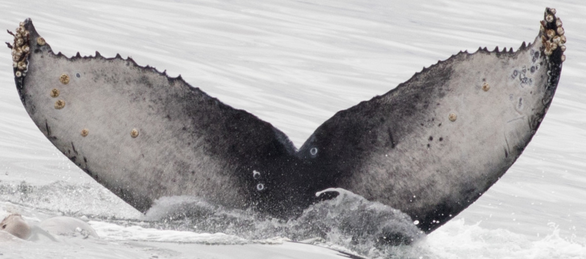 Fluke of 2017-2018 calf of CRC-10740