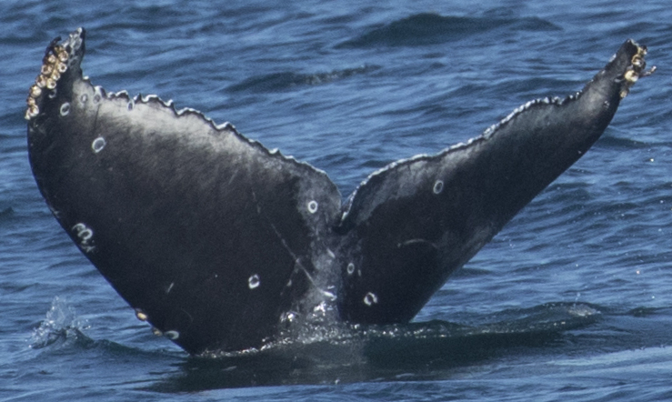 Fluke of 2017-2018 calf of Miracle