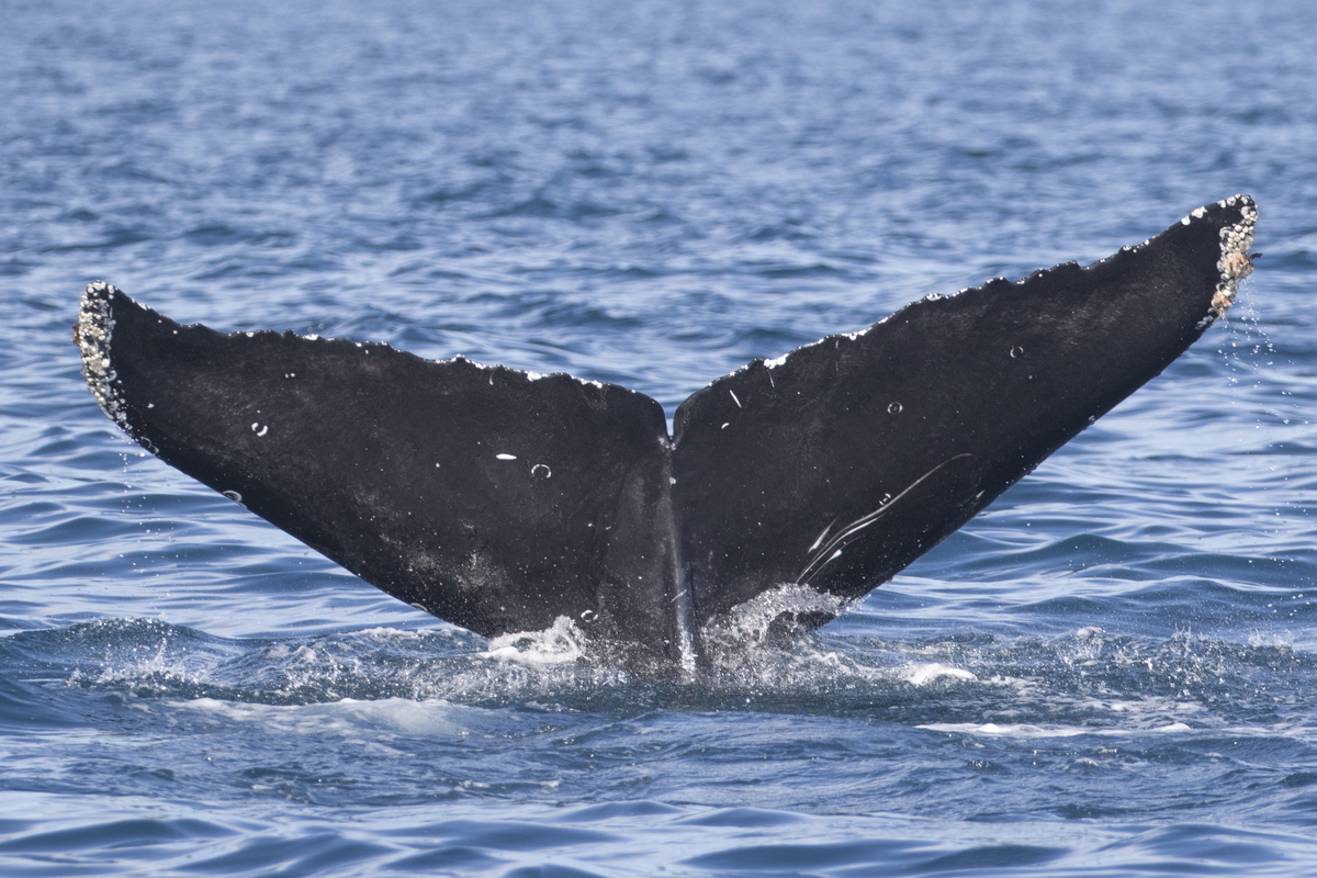 Fluke of 2017-2018 calf of CRC-11338