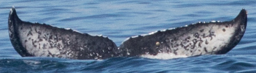 Fluke of 2017-2018 calf of CRC-12546