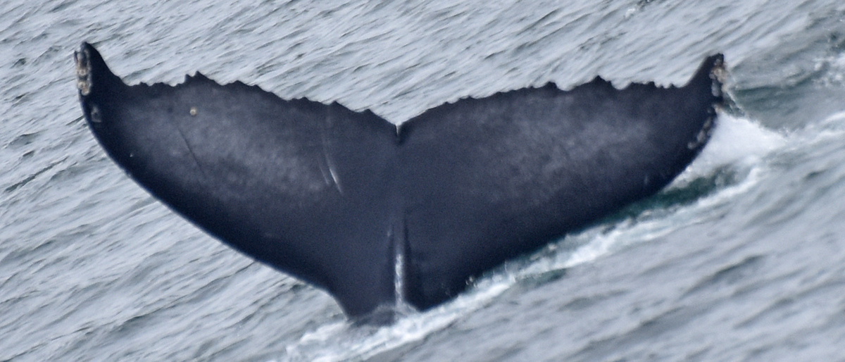Fluke of 2017-2018 calf of CRC-10591