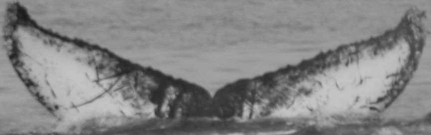Fluke of CRC-15109