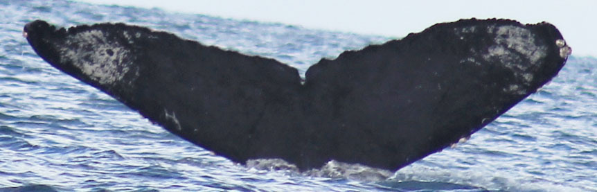 Fluke of CRC-11734