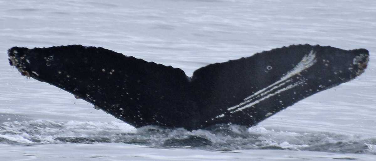 Fluke of CRC-19551