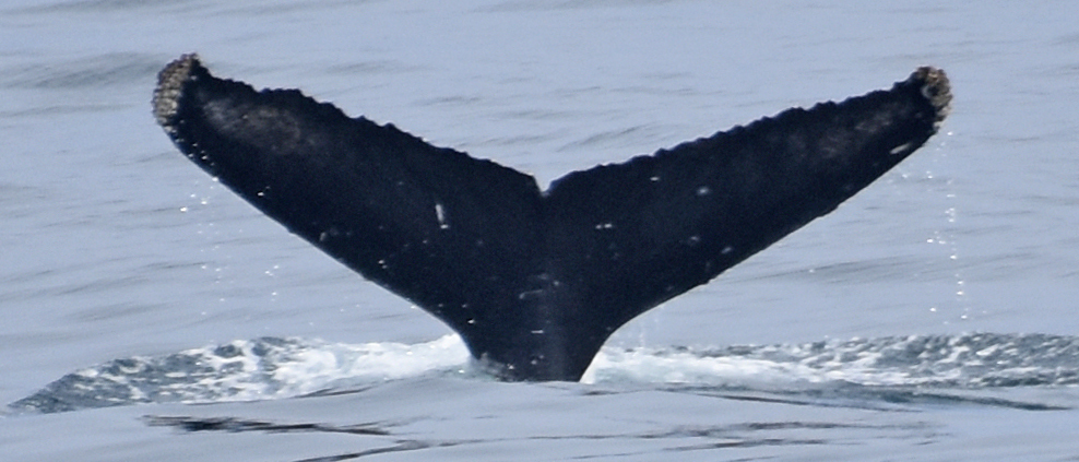 Fluke of CRC-17336