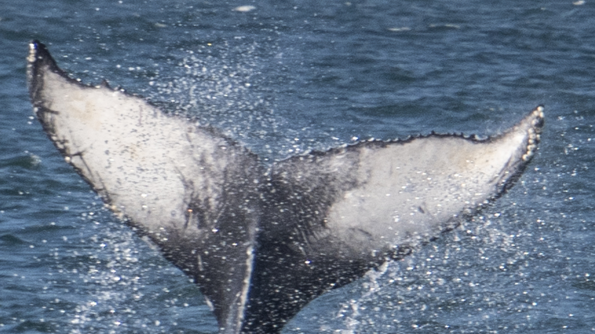 Fluke of CRC-17941