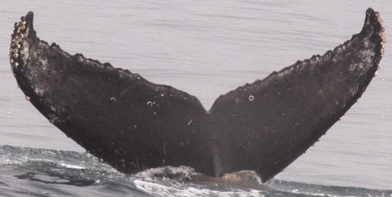 Fluke of CRC-18200