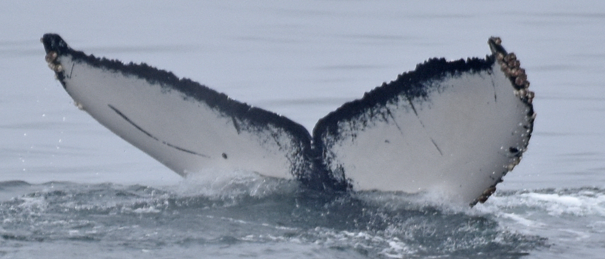 Fluke of Underscore Period (California)