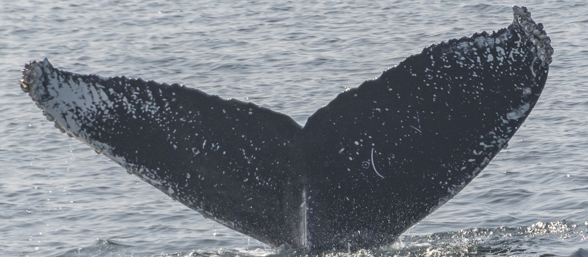 Fluke of CRC-18298